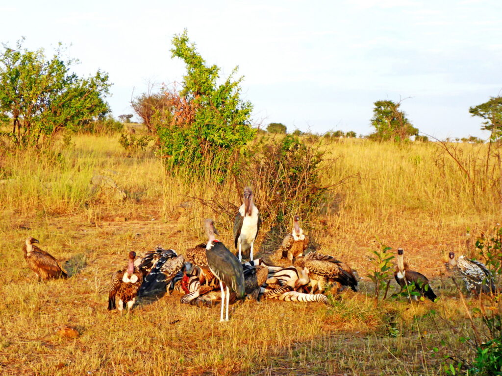 Tansania - Geier in der Serengeti
