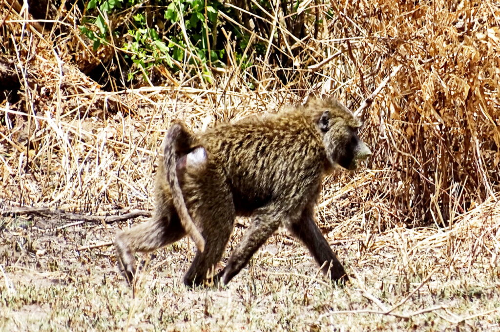 Anubispavian