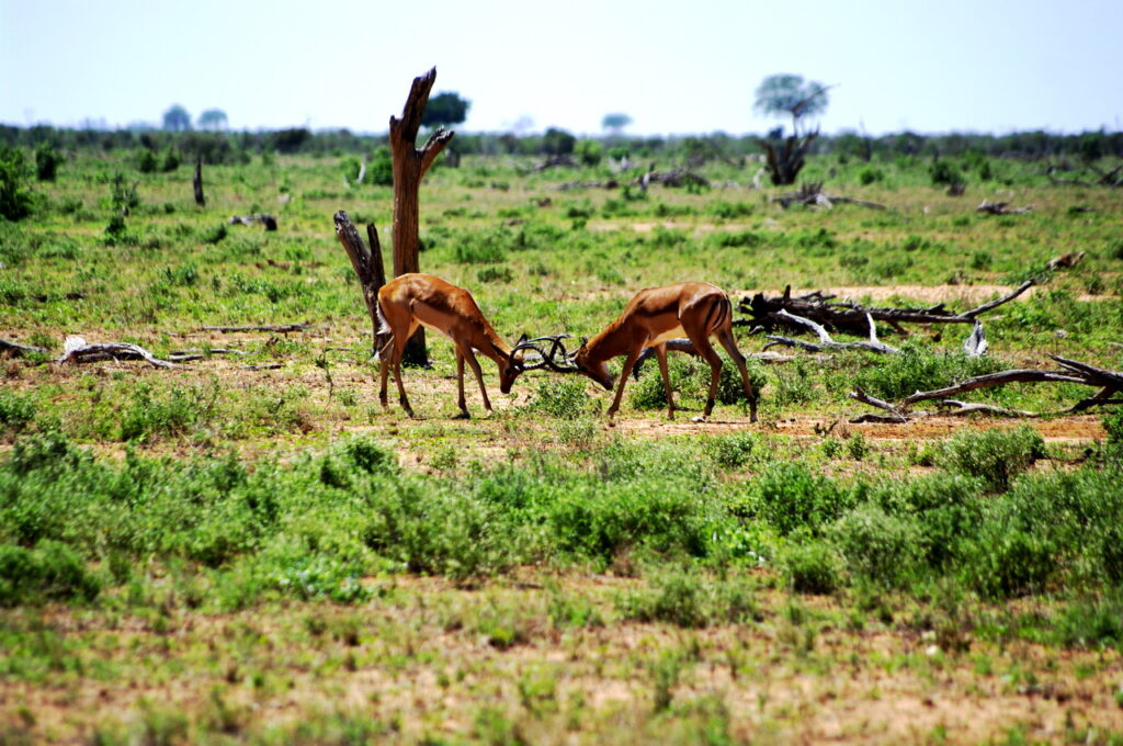 Antilopen im "Zweikampf"