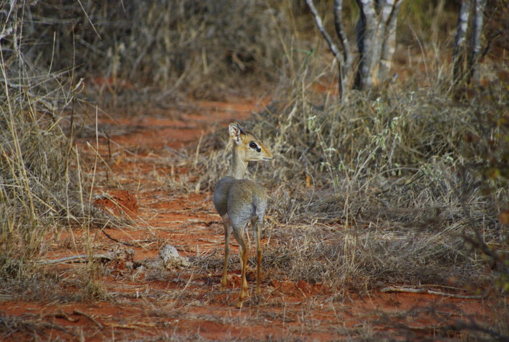 Tsavo-East-Nationalpark