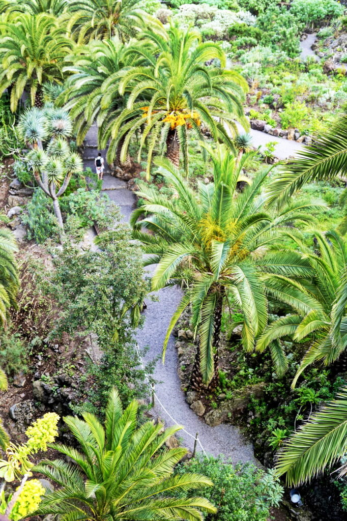 Im Parque del Drago