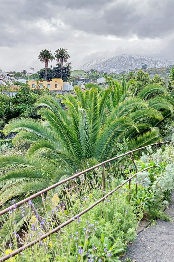 Blick vom Drago Park auf den schneebedeckten Gipfel des Pico del Teide