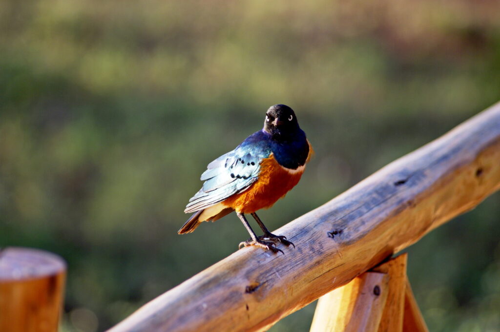 Dreifarbenglanzvogel