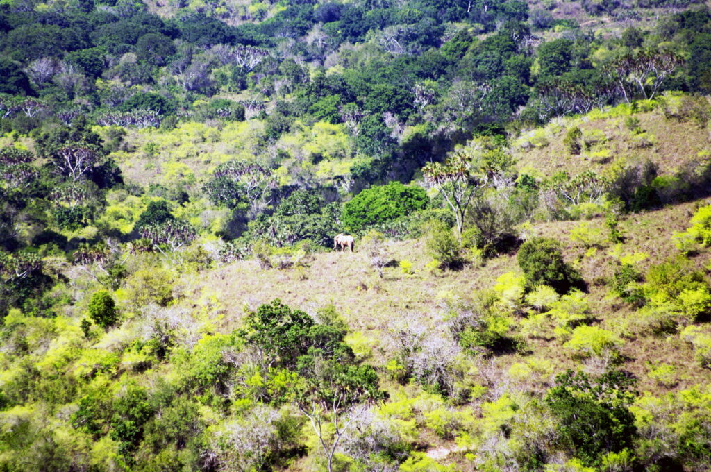 Elefant (Einzelgänger)