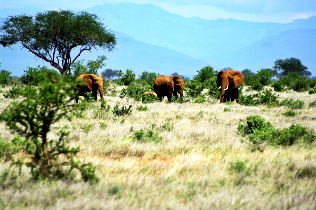 Elefanten mit Jungtier