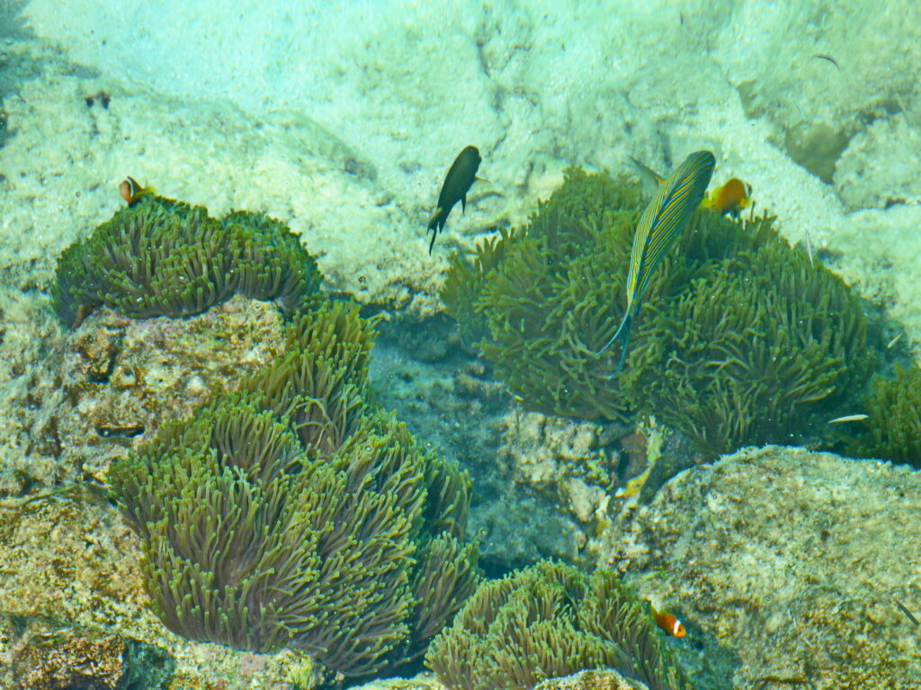 Blaustreifen-Doktorfisch und Riffbarsch