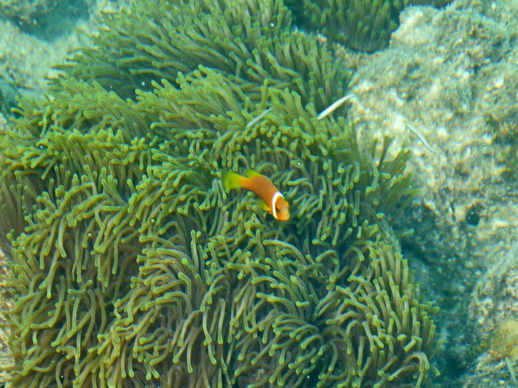 Anemonenfisch