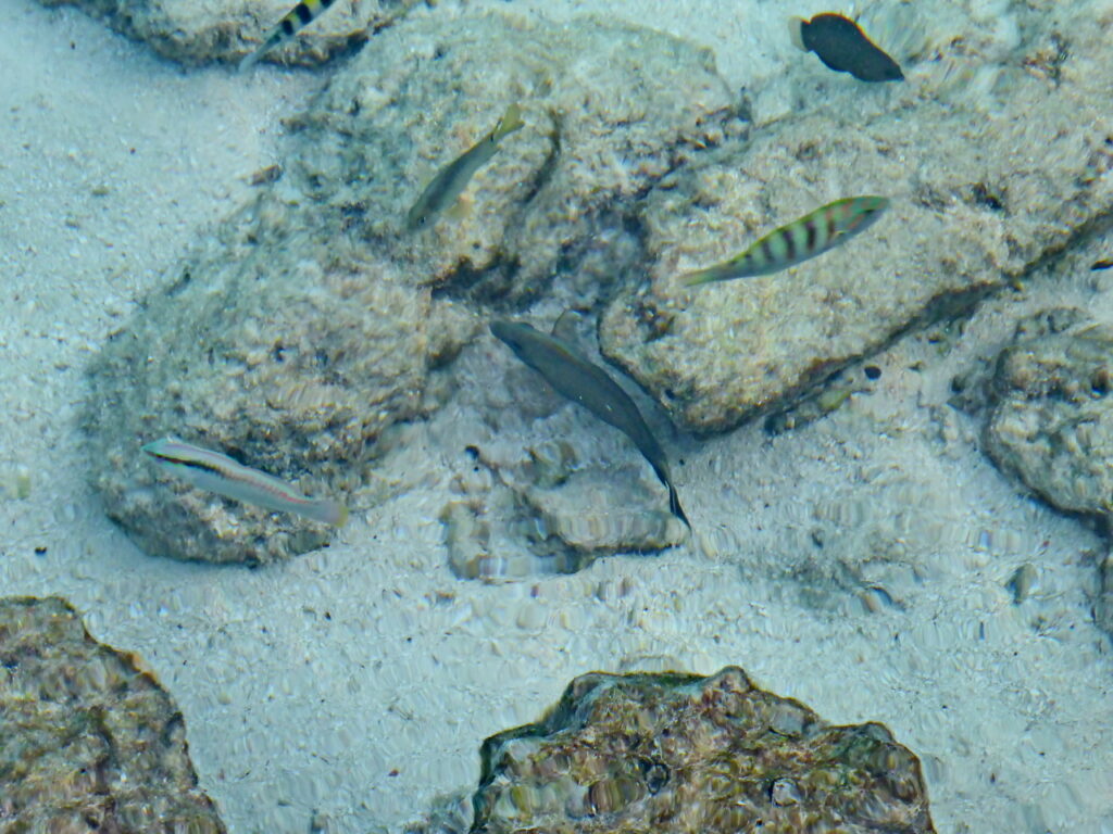 Sechsstreifen-Lippfisch und Slippery Dick