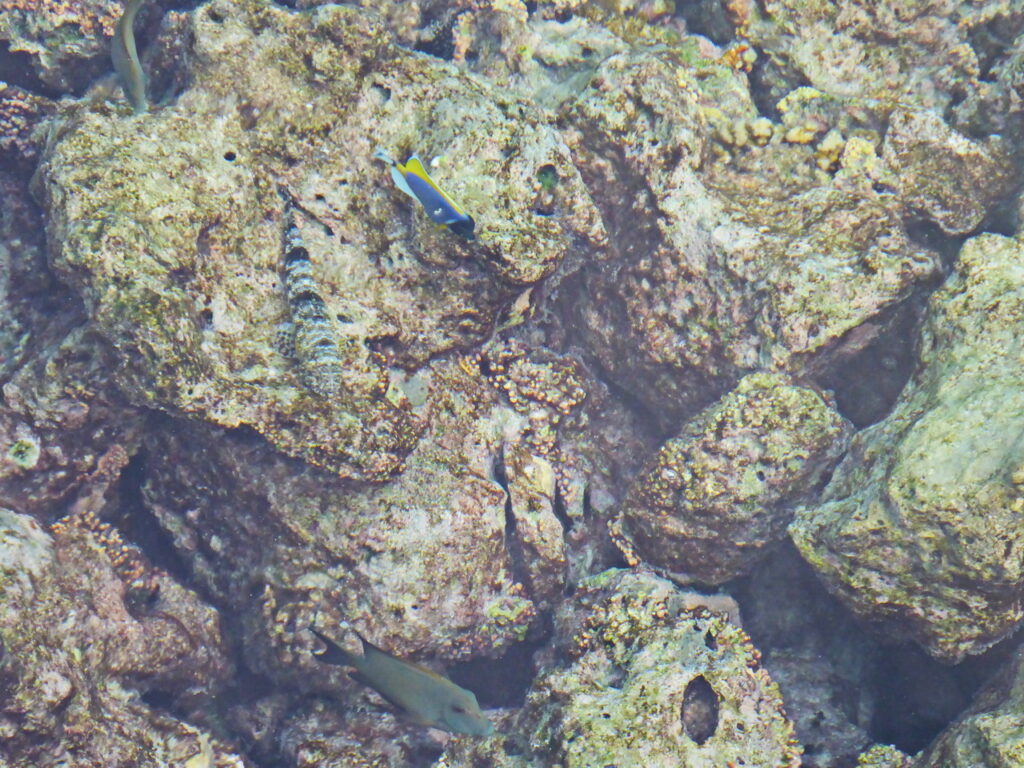 Doktorfisch und Gefleckter Eidechsenfisch