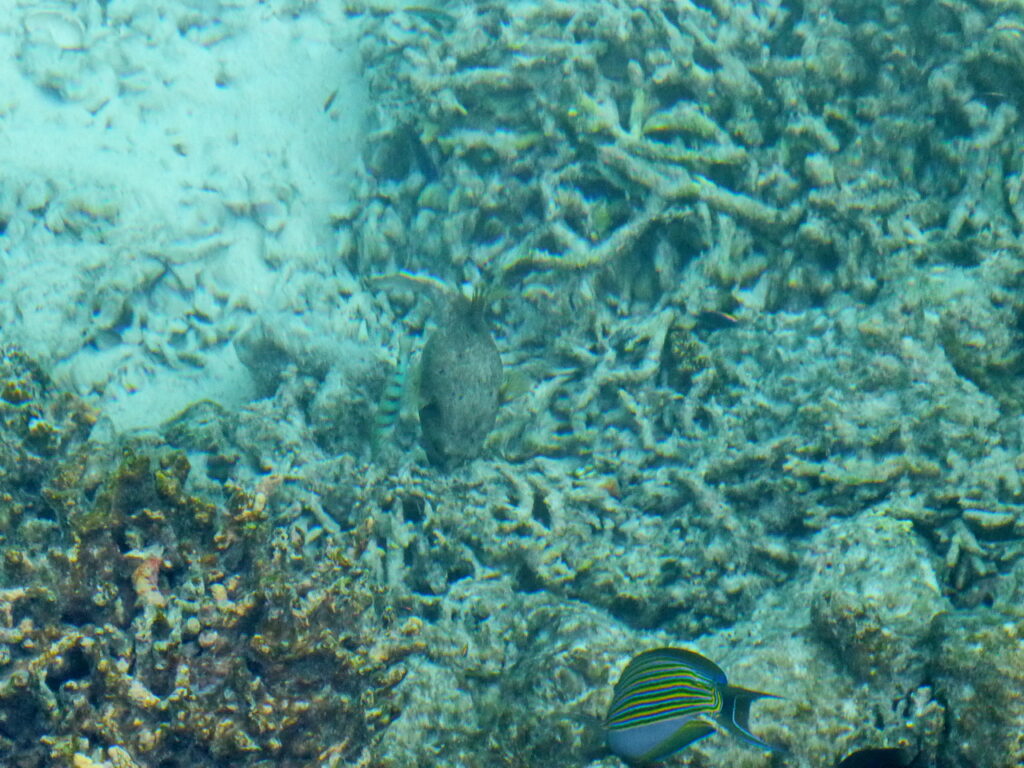 Blaustreifen-Doktorfisch und Mondsichel-Lippfisch