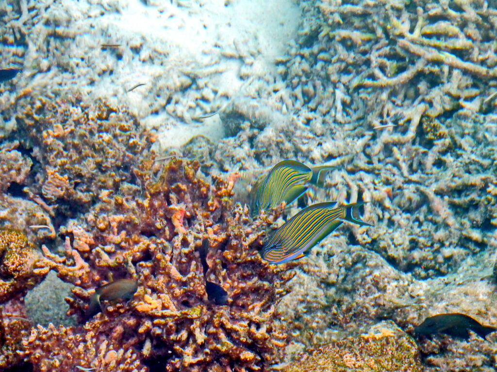 Blaustreifen-Doktorfisch