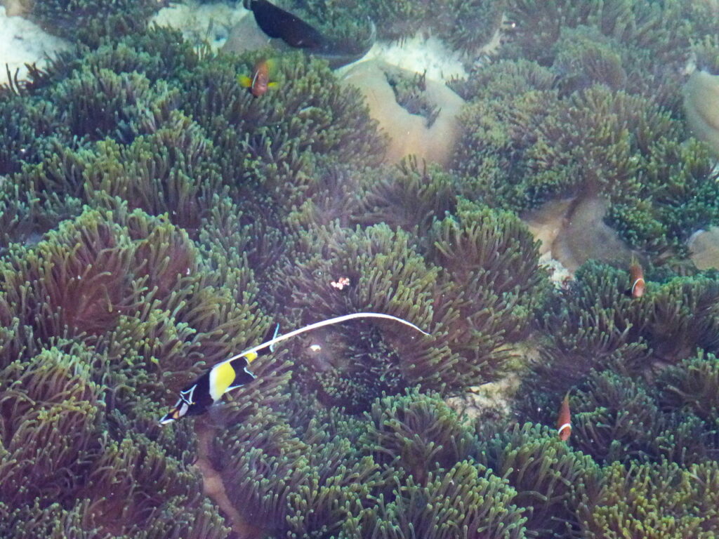 Wimpelfisch und Anemonenfische