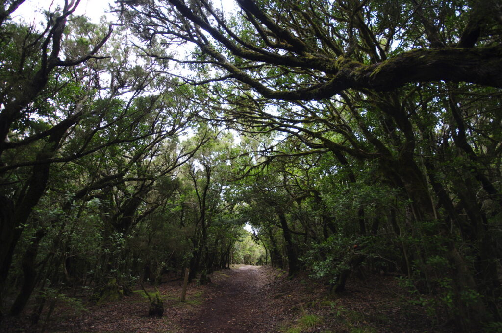 Garajonay National Park