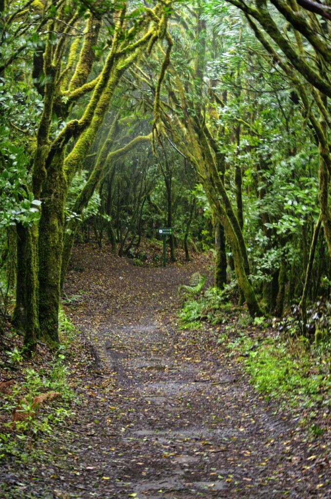Garajonay National Park