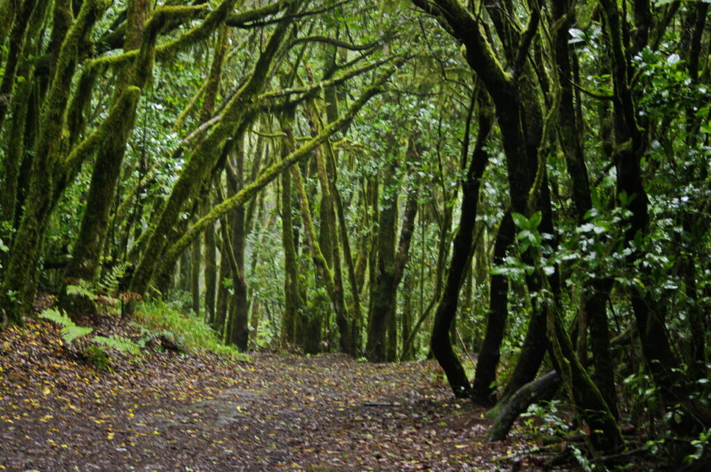 Garajonay National Park