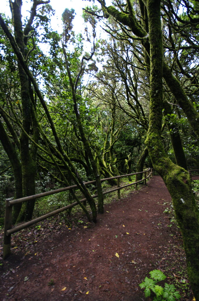 Garajonay National Park