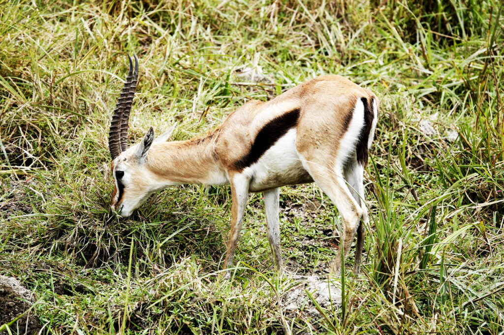 Thomson-Gazelle