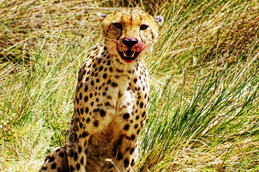 Gepard nach seiner "Mahlzeit"