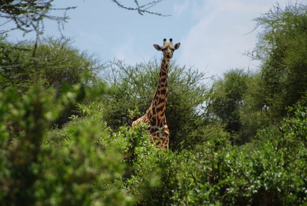 Tsavo-East-Nationalpark