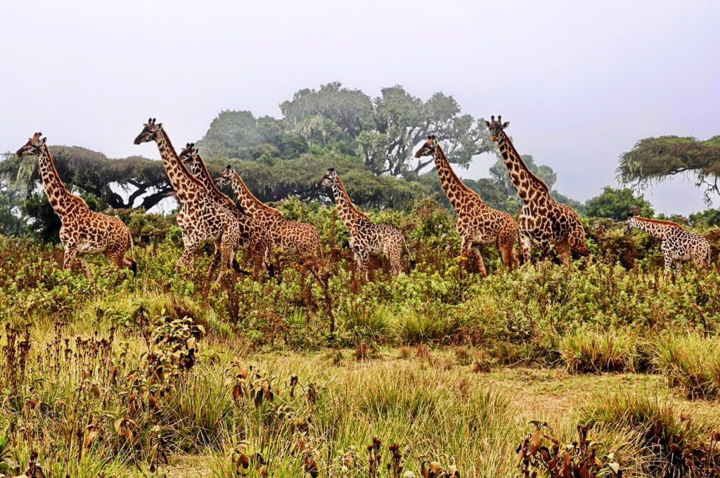 Giraffen