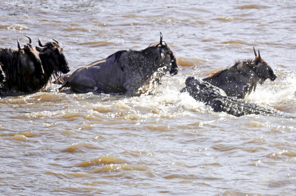 Krokodil schnappt sich ein Gnu im Mara Fluss