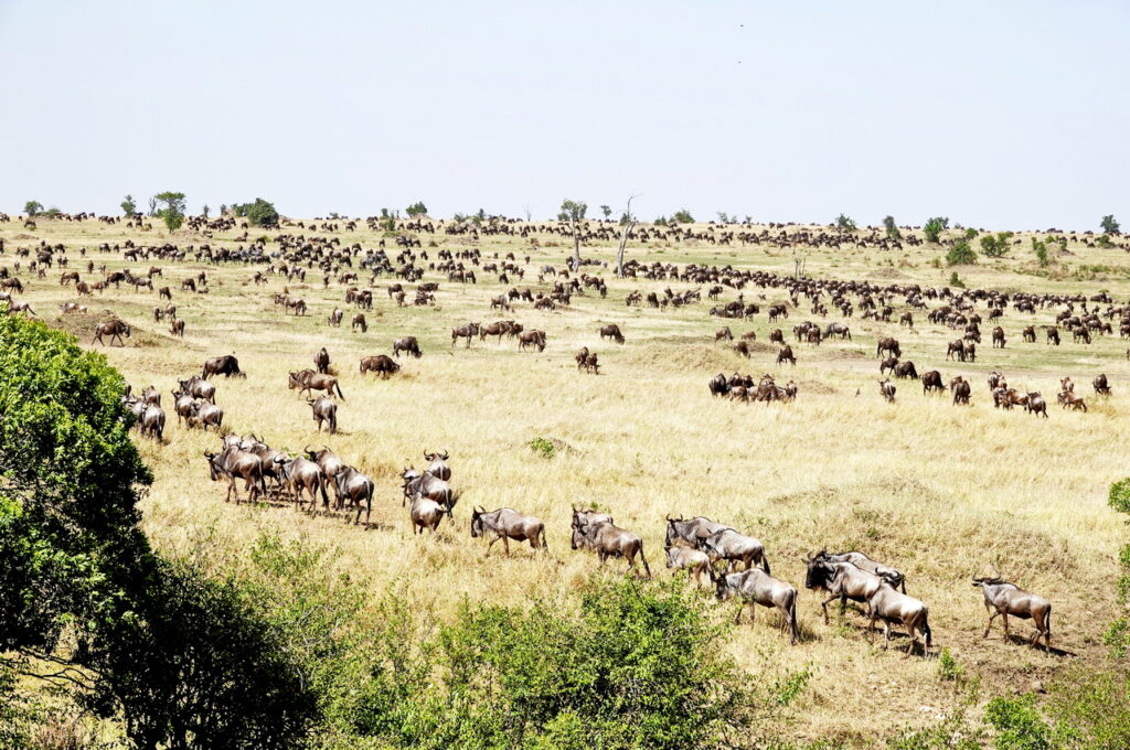Gnu Wanderung