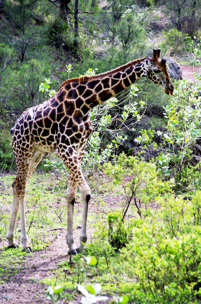 Haller Park (Giraffe)