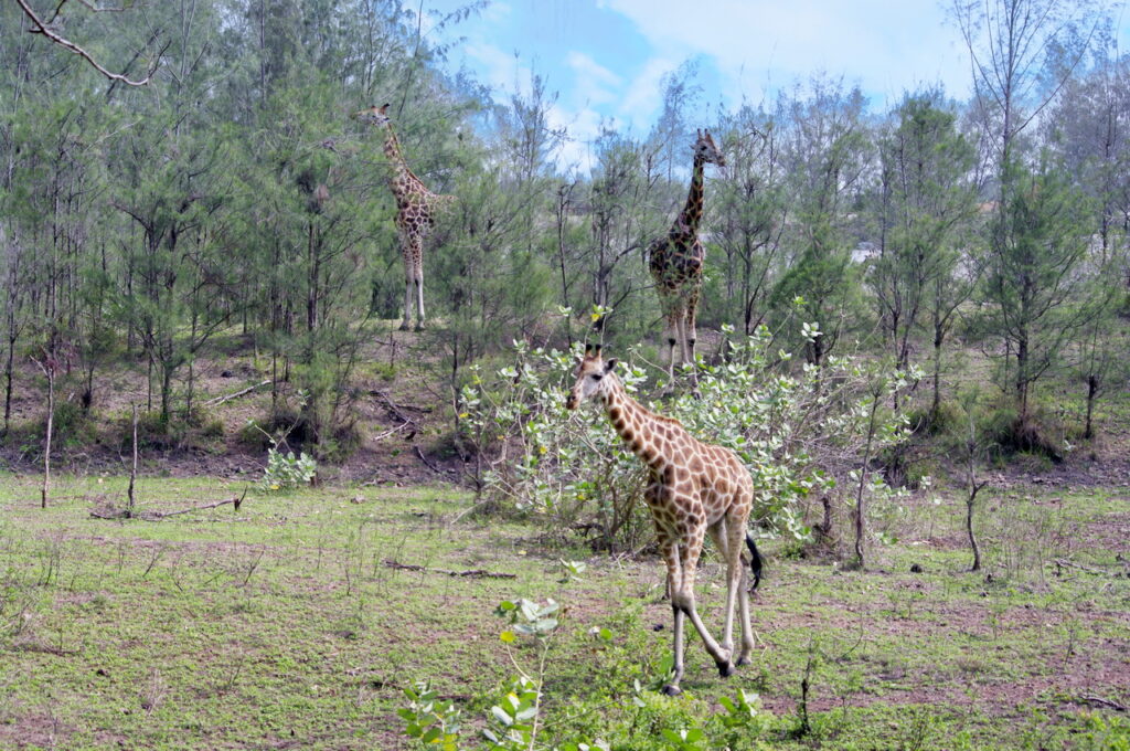 Haller Park (Giraffen)