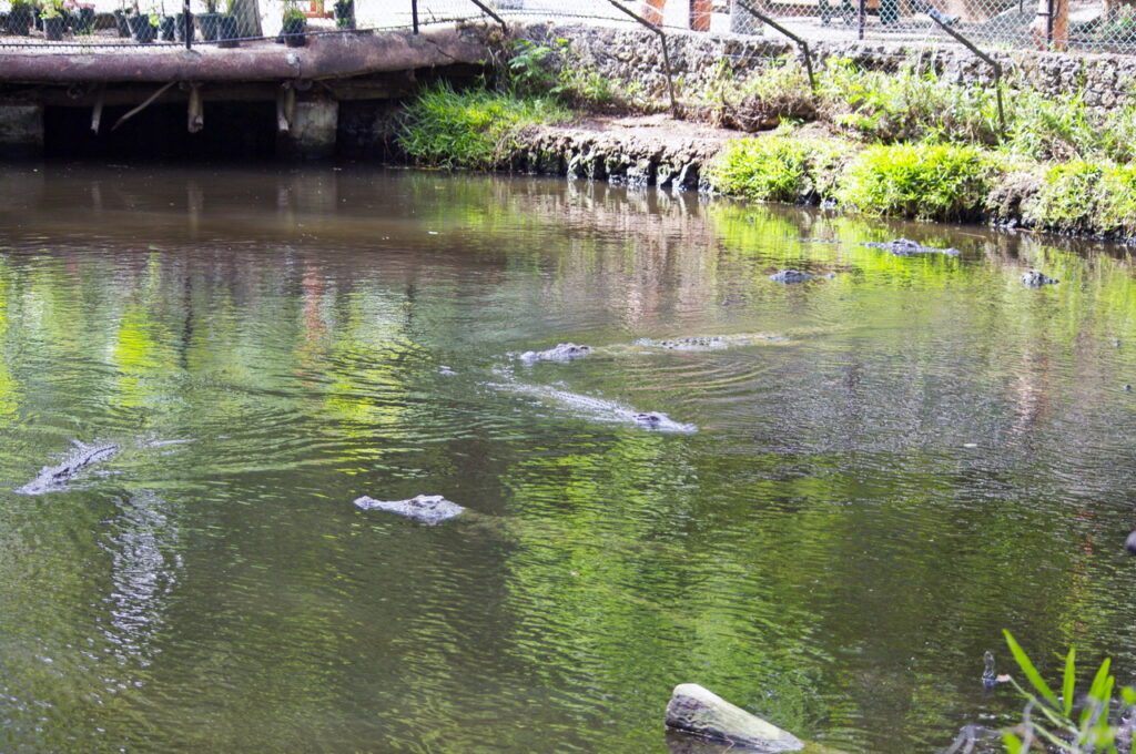 Haller Park (Krokodile)