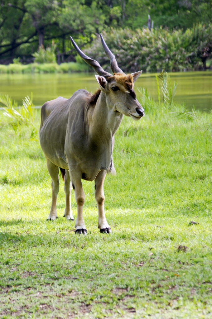 Haller Park (Eland-Antilope)