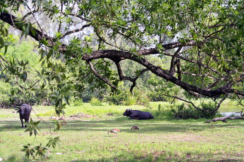 Haller Park (Büffel und Nilgänse)