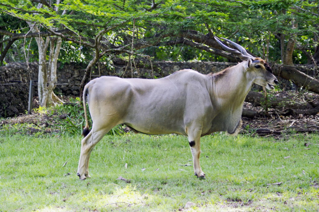 Haller Park (Eland-Antilope)