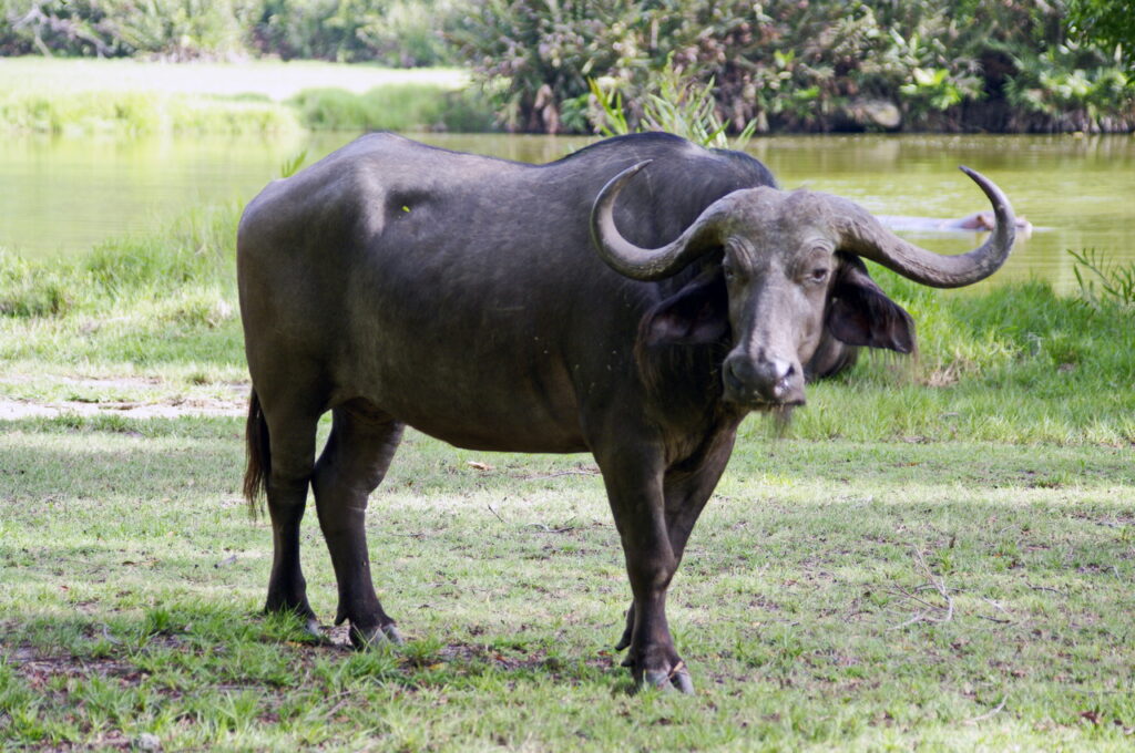 Haller Park (Büffel)