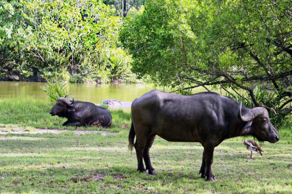 Haller Park (Büffel)