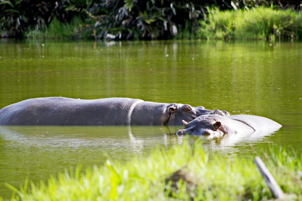 Haller Park (Flusspferd)