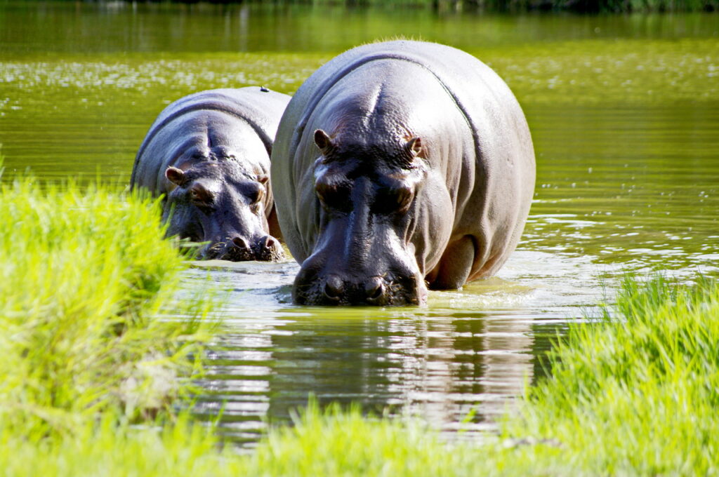 Haller Park (Flusspferd)