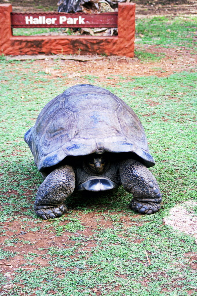 Haller Park (Riesenschildkröte)