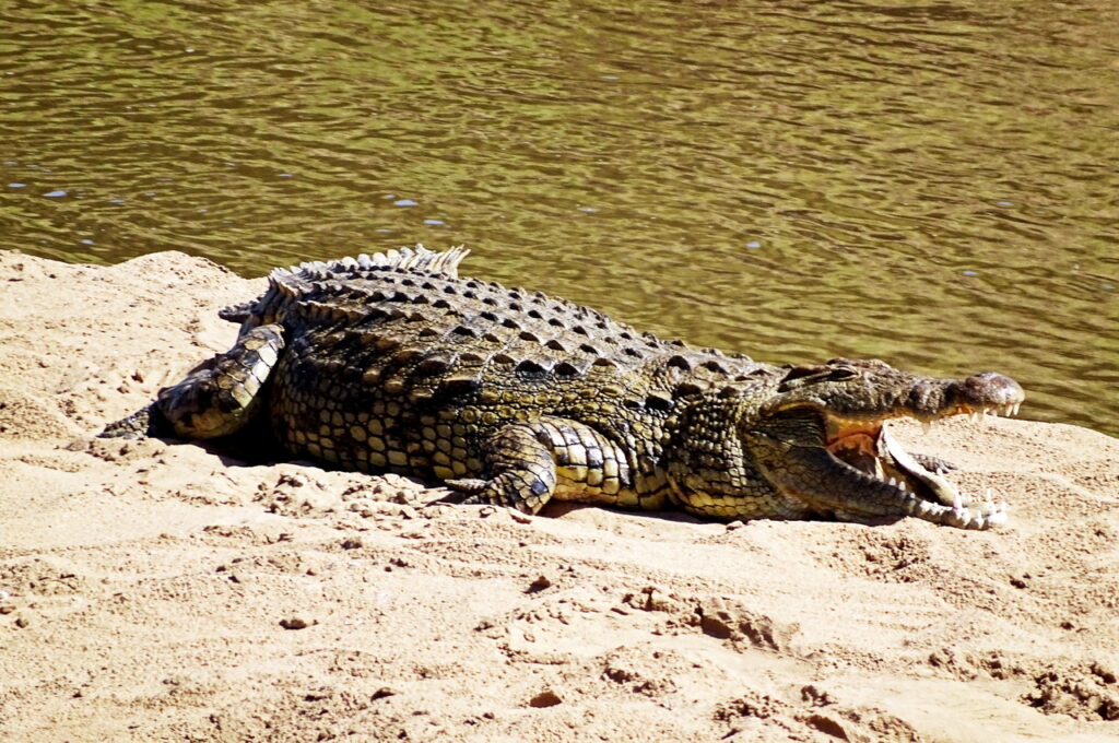 Krokodil