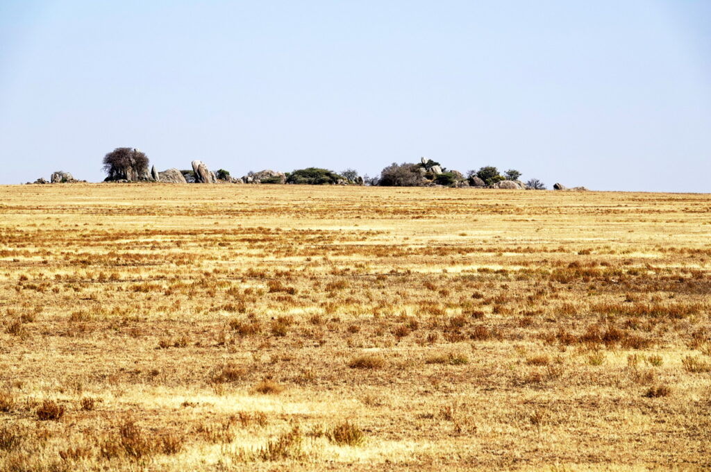 In der Serengeti