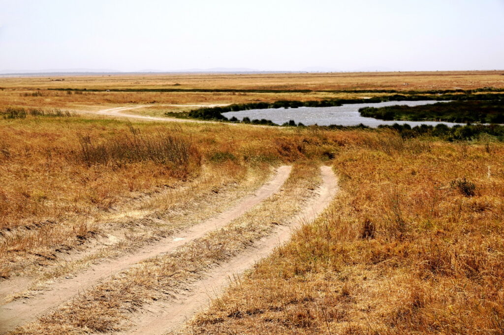 In der Serengeti