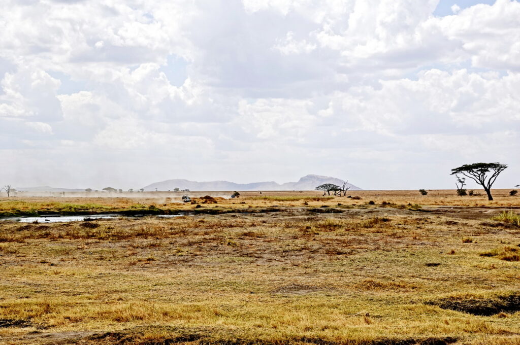 In der Serengeti