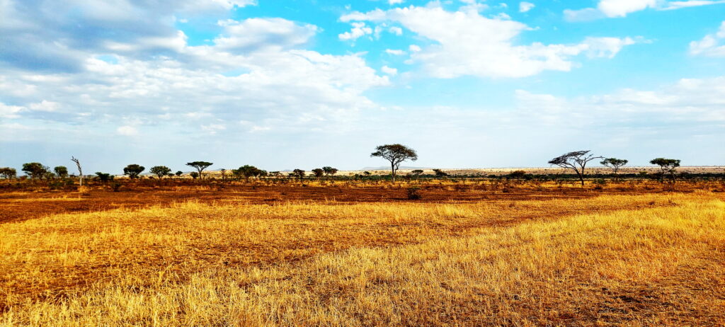 In der Serengeti