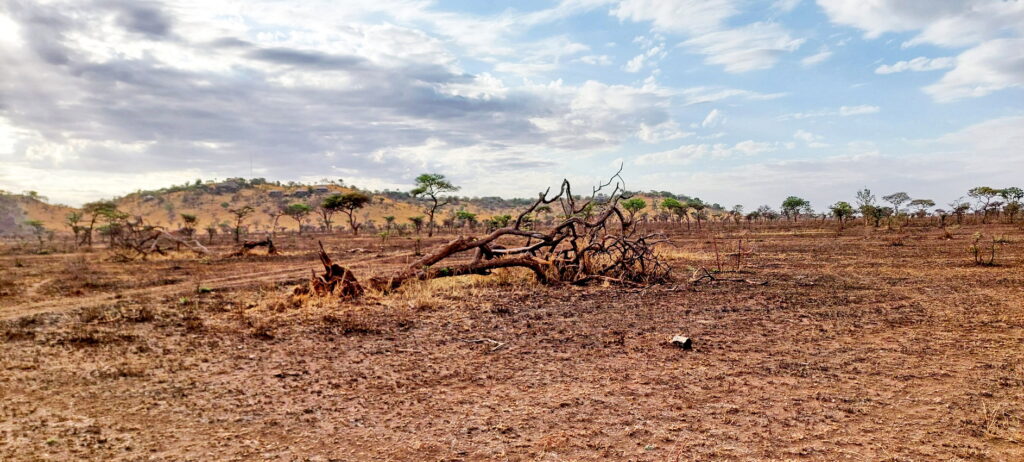 In der Serengeti
