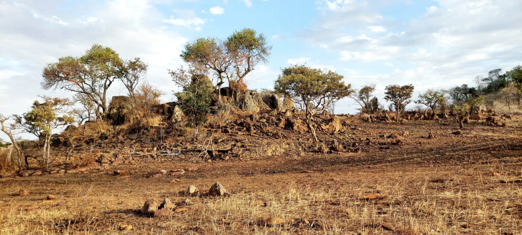 In der Serengeti