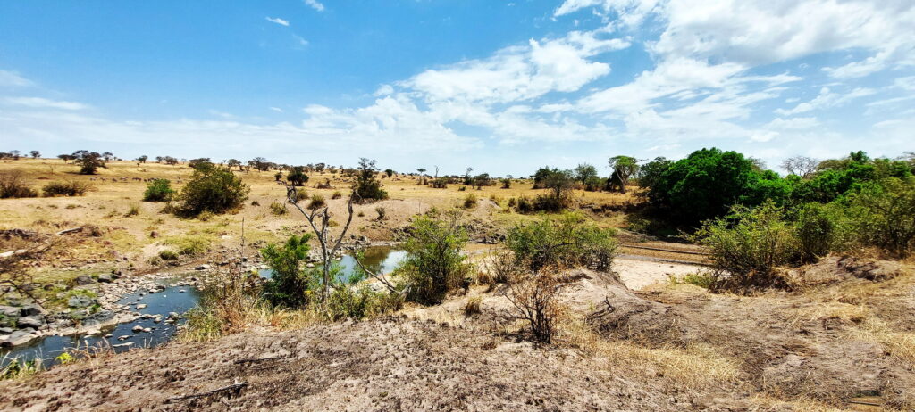 In der Serengeti