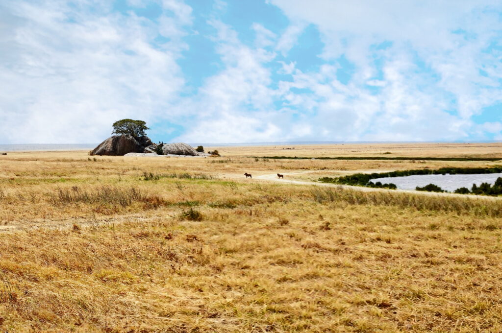 In der Serengeti