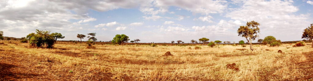 In der Serengeti