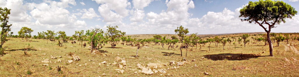 In der Serengeti