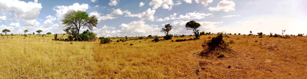 In der Serengeti
