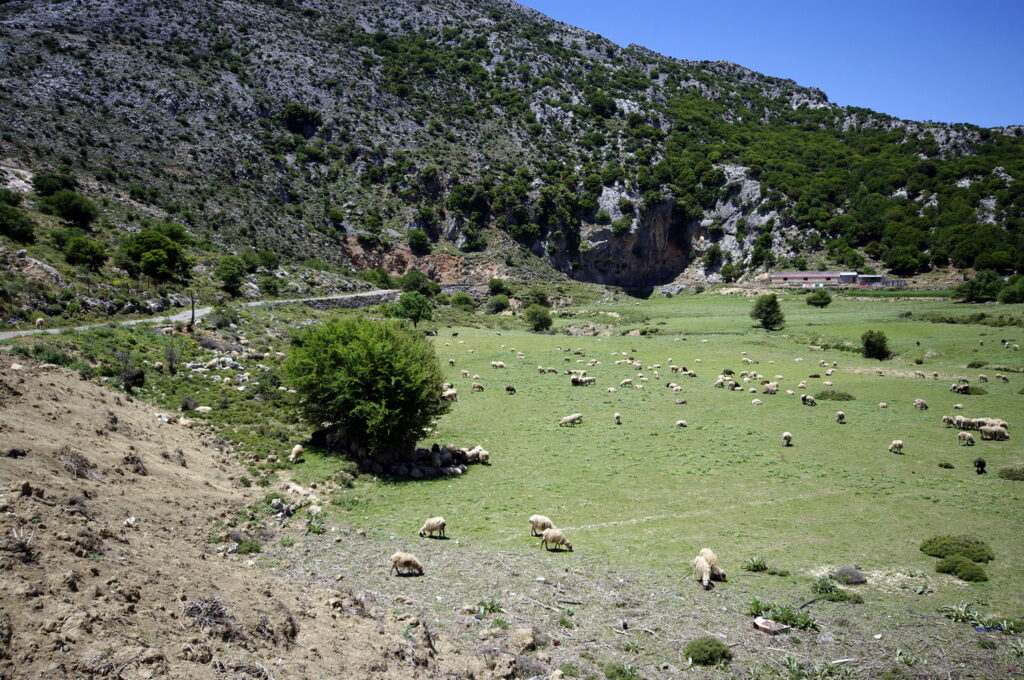 Lasithi-Hochebene (eine Schafherde)